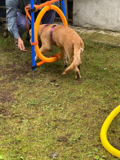 Ein Hund springt durch einen bunten Hula-Hoop-Reifen im Garten.
