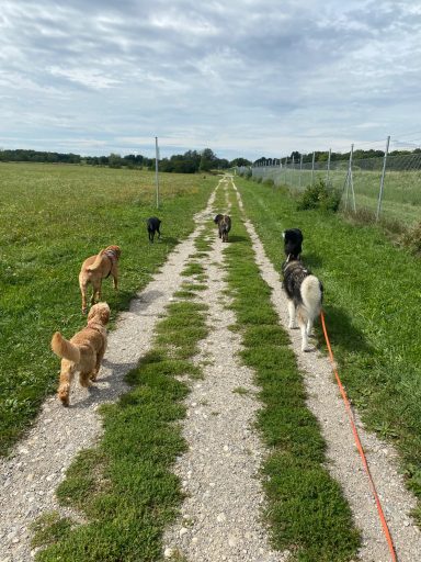 Sechs Hunde laufen auf einem Schotterweg durch eine grüne Landschaft.