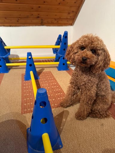 Pudel sitzt neben einem Hindernis-Parcours aus blauen Pylonen und Stangen.