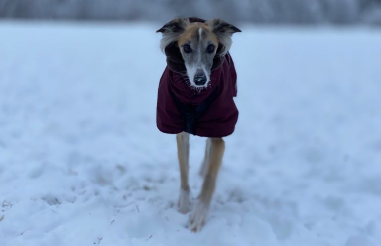 Ein grau-weißer Hund mit gelben Augen und einem orangefarbenen Geschirr steht auf dem Gras.