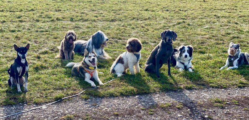 Eine Gruppe von acht Hunden sitzt auf einer Wiese.