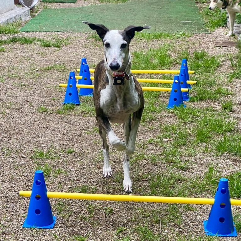 Ein Hund sitzt fröhlich aufrecht im Gras vor einer grünen Wiese.
