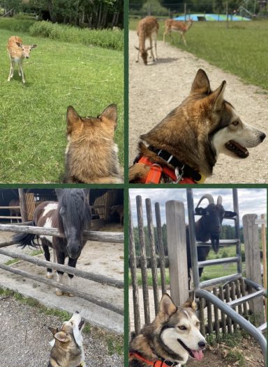 Wildpark Training Wildpark Training mit Hund in München