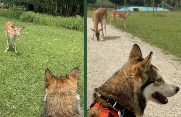 Fünf verschiedene Hunde sitzen auf einer grünen Wiese und schauen nach oben.