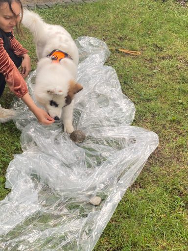 Eine Person spielt mit einem Hund auf einer Wiese, umgeben von klarem Plastik.