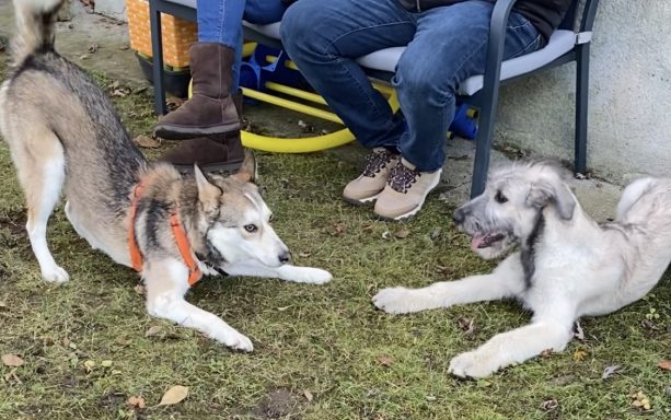 Zwei Hunde spielen auf dem Rasen, während ihre Besitzer auf einer Bank sitzen.