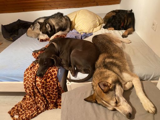 Vier Hunde schlafen gemütlich auf einem Bett, umgeben von Decken.