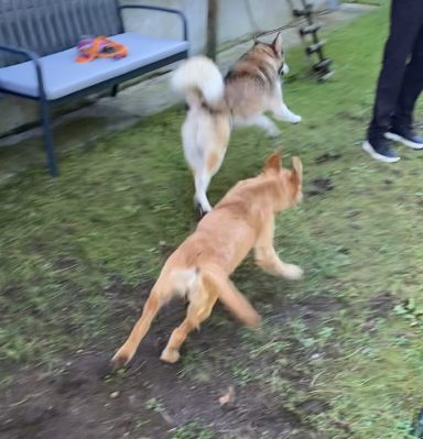 Zwei Hunde spielen im Garten, einer ist grau-weiß, der andere ist braun.