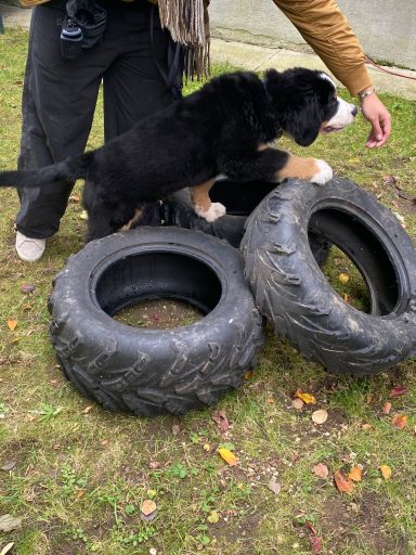 Ein Welpe springt über gestapelte Reifen auf dem Gras.