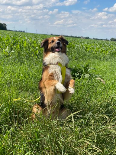 Ein Hund steht auf seinen Hinterbeinen in einem grünen Feld unter blauem Himmel.