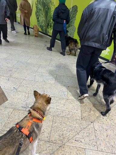 Mehrere Hunde und Menschen in einer geschäftigen Umgebung, mit auffälligen Wänden.