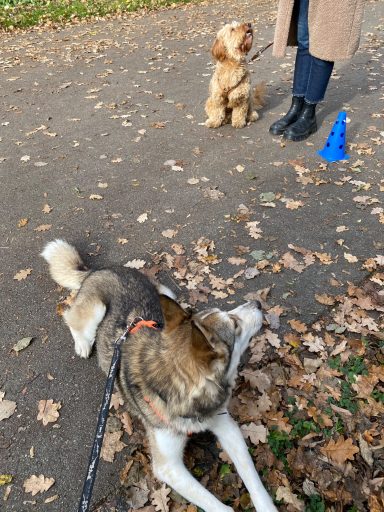 Ein Hund liegt auf dem Boden, während ein anderer Hund und eine Person stehen.