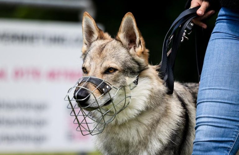 Medical Training Hund Ein Hund mit Maulkorb wird von einer Person an der Leine gehalten.