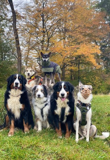 Sechs Hunde verschiedener Rassen stehen im Freien, umgeben von Bäumen und buntem Herbstlaub.