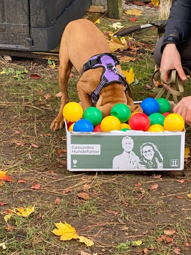 Ein Hund sucht in einer Kiste mit bunten Bällen.