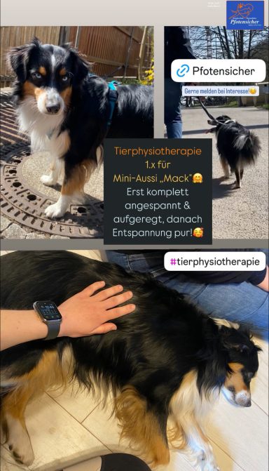 Ein Hund steht auf dem Boden, während jemand ihn sanft berührt.