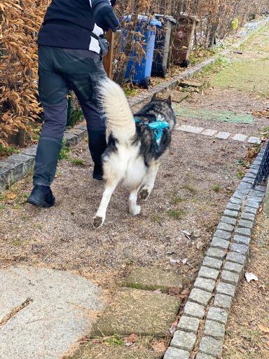 Person mit Hund an der Leine, der auf einem schmalen Weg entlanggeht.