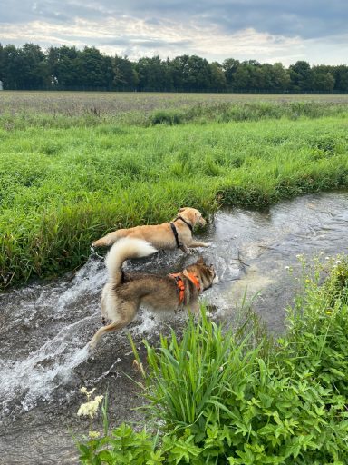 Zwei Hunde spielen im Wasser eines kleinen Baches, umgeben von grüner Wiese.
