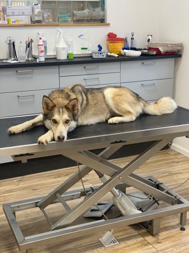 Ein Hund liegt auf einem Untersuchungstisch in einer Tierarztpraxis.