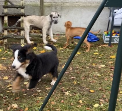 Drei Hunde spielen im Garten, ein Welpe rennt, während zwei andere entspannt stehen.