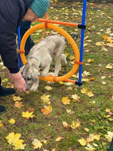Hund springt durch einen orangen Reifen, während eine Person ihn anlockt.