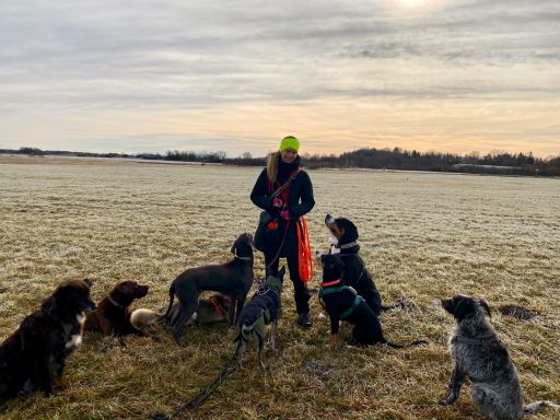 Eine Person steht auf einer Wiese umgeben von mehreren Hunden bei Sonnenuntergang.