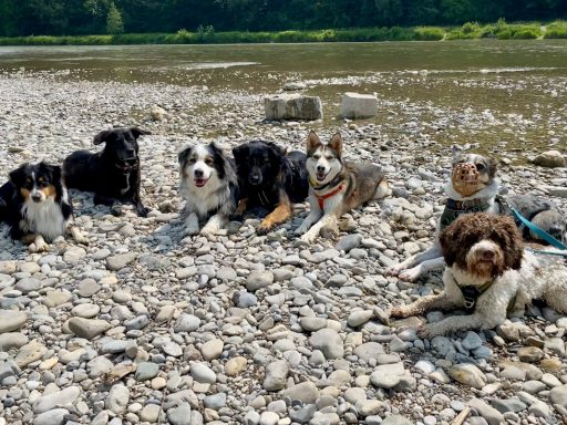 Sechs Hunde liegen auf Kies am Ufer eines Gewässers, umgeben von grüner Natur.