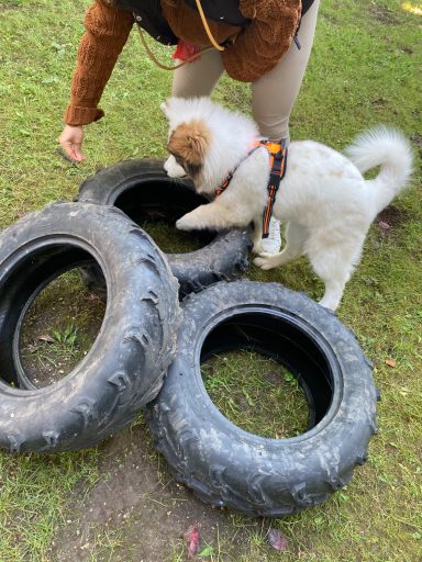 Ein Hund schnüffelt an alten Reifen, während eine Person daneben steht.