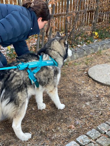 Eine Person mit Hundeleine steht neben einem Alaskan Malamute auf einem Gehweg.