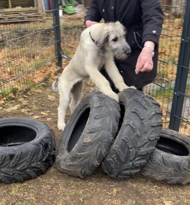 Hund springt über mehrere gestapelte Reifen in einem Außenbereich.