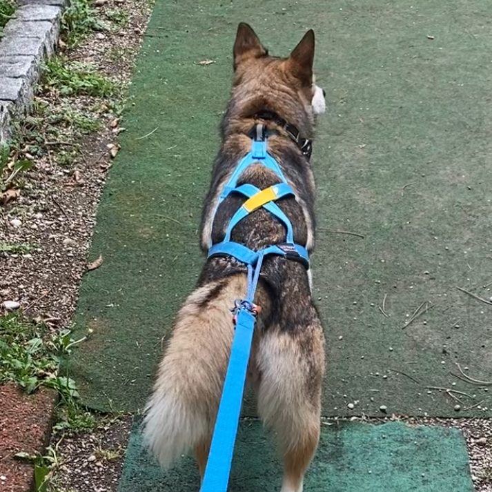 Ein Hund sitzt fröhlich aufrecht im Gras vor einer grünen Wiese.