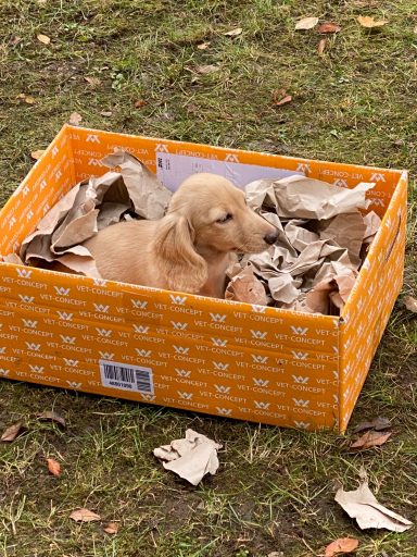 Ein Welpe sitzt in einer orangefarbenen Schachtel, umgeben von zerknülltem Papier.
