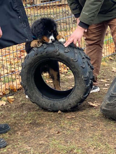 Ein Hund steht durch einen Reifen und spielt damit.
