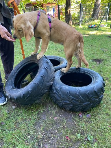 Hund steht auf gestapelten Autoreifen im Freien.