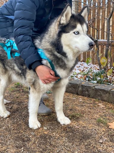 Siberian Husky mit blauen Augen steht neben einer Person auf einem gepflasterten Weg.