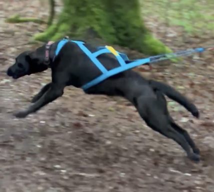 Zughundetraining