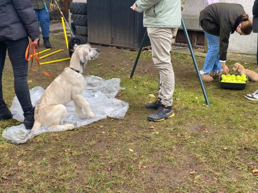 Hunde sitzen und stehen auf einer Wiese, während Menschen mit Spielzeug beschäftigen.