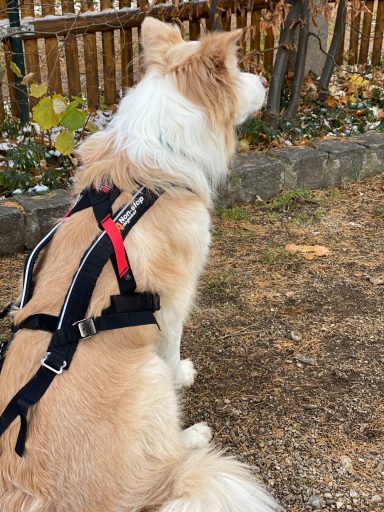 Heller Hund mit Geschirr sitzt auf einem Weg und schaut in die Ferne.