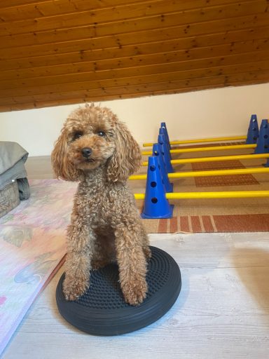 Ein brauner Pudel sitzt auf einer runden Plattform vor Hindernissen.