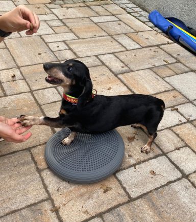 Ein kleiner schwarzer Hund steht auf einem grauen Balancepad und sieht begeistert aus.