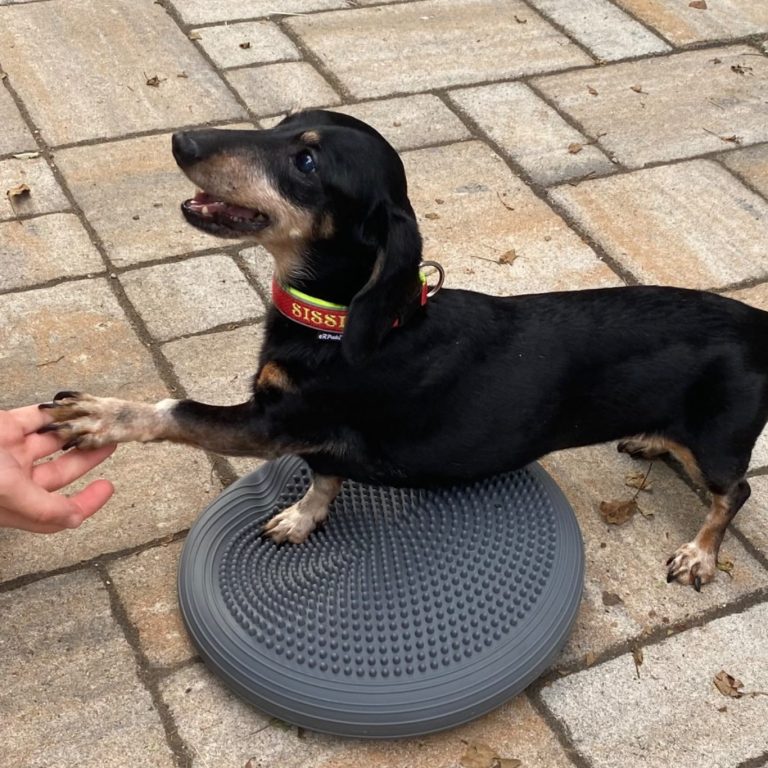 Ein Hund sitzt fröhlich aufrecht im Gras vor einer grünen Wiese.