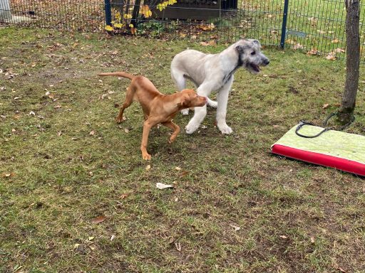 Zwei Hunde spielen im Freien auf einer Wiese.