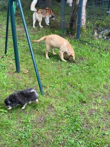 Zwei Hunde spielen im Gras, einer schnüffelt am Boden, der andere im Hintergrund.
