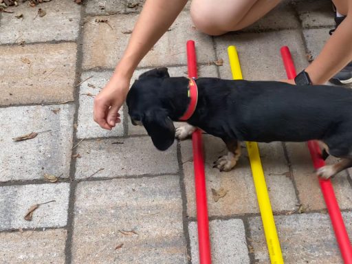 Ein kleiner Hund läuft über bunte Stangen, während eine Hand ihm Futter gibt.