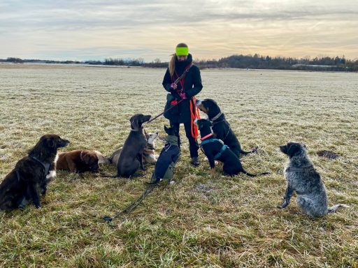 Eine Frau steht auf einer Wiese umgeben von mehreren Hunden verschiedener Rassen.