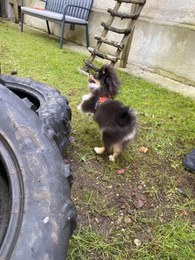 Ein kleiner, braun-schwarzer Welpe steht neben einem Reifen auf der Wiese.