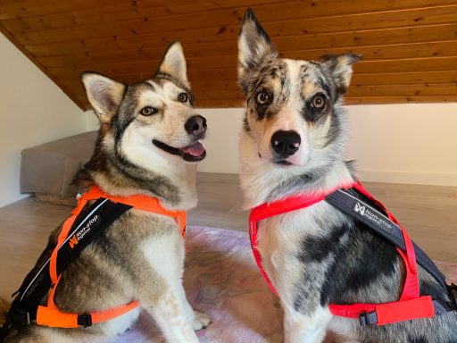 Zwei Hunde mit leuchtenden Geschirren sitzen nebeneinander.