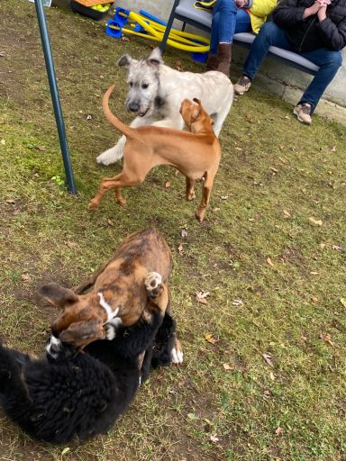 Drei Hunde spielen im Freien, umgeben von Menschen, auf einer Wiese.