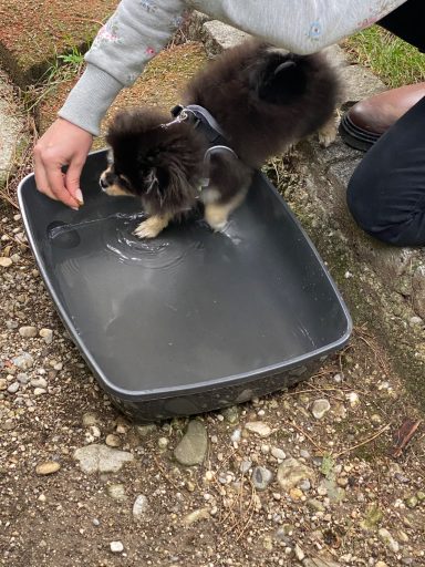 Ein kleiner Pomeranian-Welpe steht in einer flachen Wasserschale.