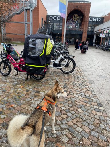 Husky mit orangefarbener Weste steht vor einem Fahrradanhänger und Geschäften.